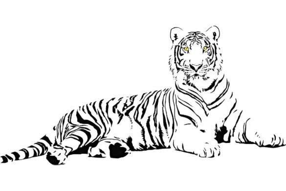 Drawing_Xms2zhd83gq= Tiger - Unleashing Your Creativity