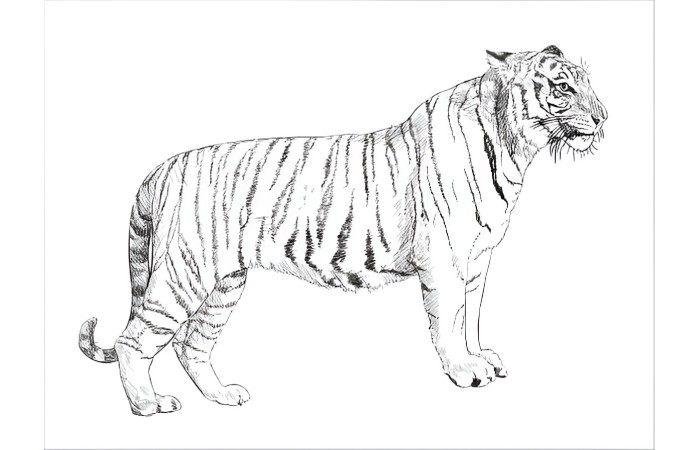 The Anatomy of Drawing_Xms2zhd83gq= Tiger